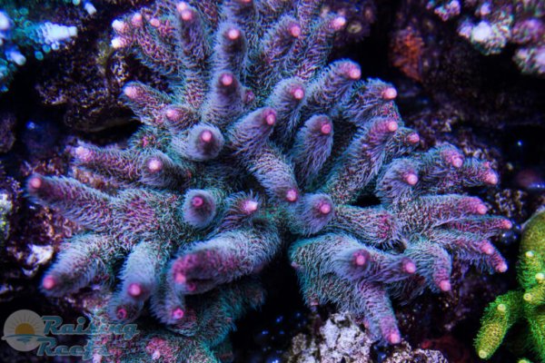 Кракен мониторинг ссылок kraken torion