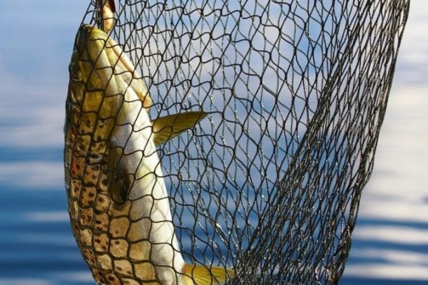 Кракен ссылка онлайн