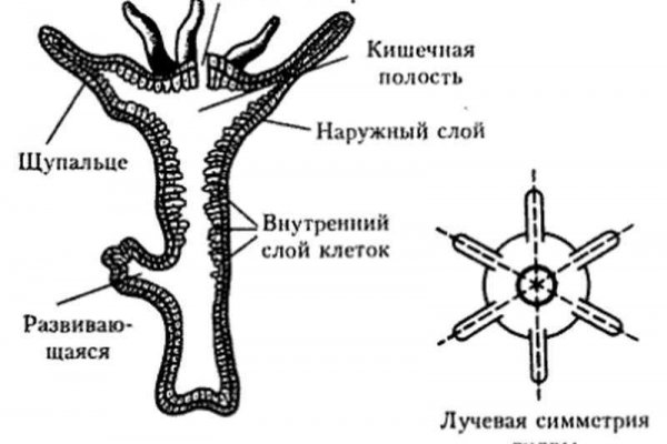 Вход в кракен даркнет