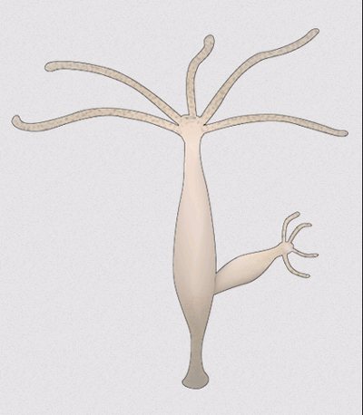 Clear ссылка на кракен