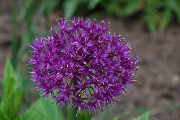 Кракен наркошоп