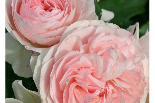 Кракен магазин kraken4am com