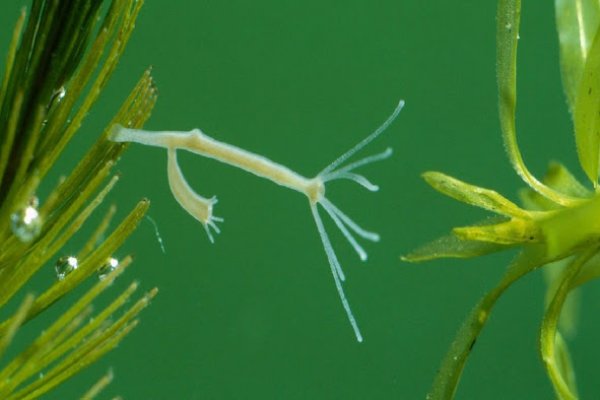 Кракен ссылка 2web krakendark link