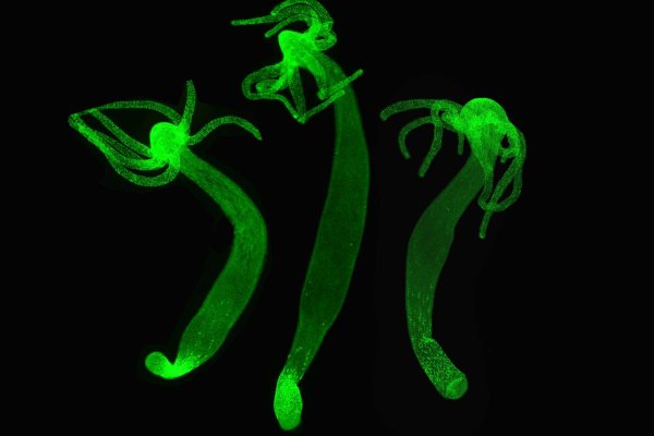 Kraken сайт магазин