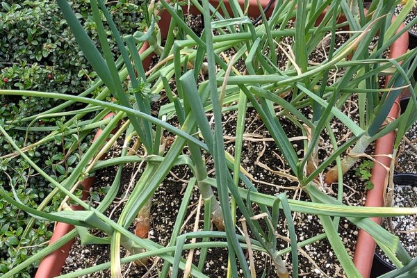 Кракен официальный сайт