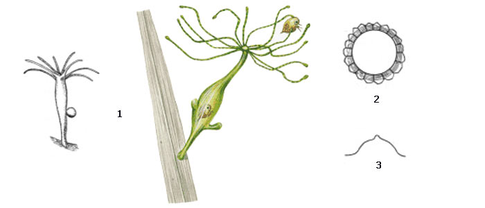 Скачать кракен тор